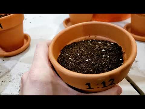 EXPERIMENT: Finding the best mix ratio of worm castings to potting soil