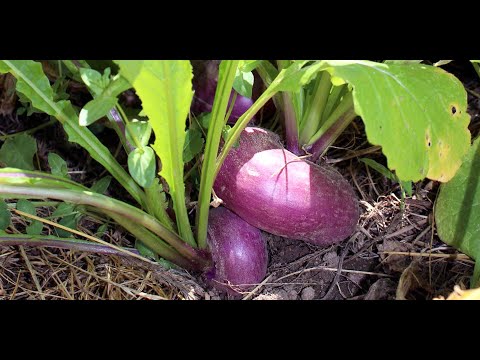 Growing Turnips: Sowing, Planting, Care, Harvesting...