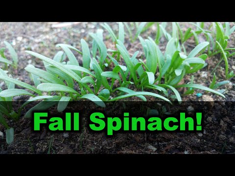 How To Plant Spinach Fall 2020