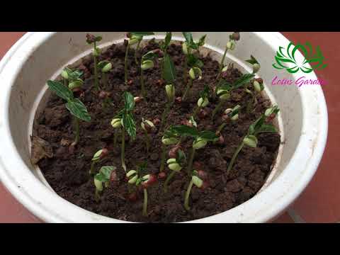 How to grow red beans at home germinate after 1 day