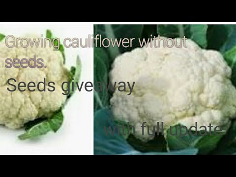 How to grow cauliflower without seeds giveaway update