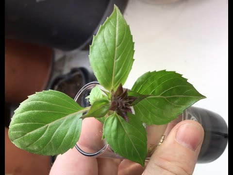 How to Grow Basil from a Cutting