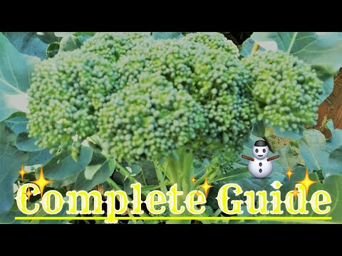 How to Grow broccoli seed
