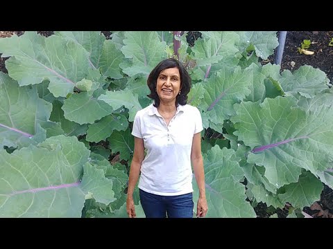 A quick guide to growing Kale