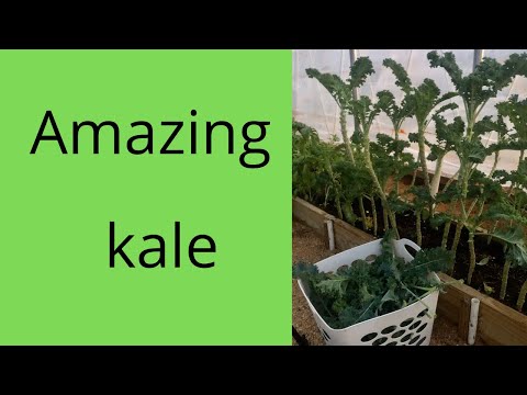 The best way to grow kale