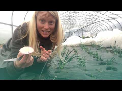 Nesting Shallots! Or, How to Grow Shallots for Seed ??