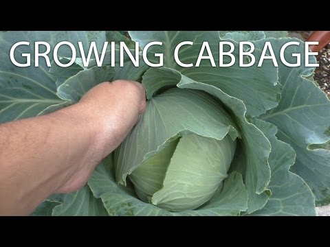 Growing Cabbage - Tips & Harvest