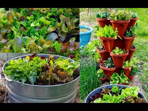 Tips For Growing Spring Vegetables in Containers- Container Garden Tour