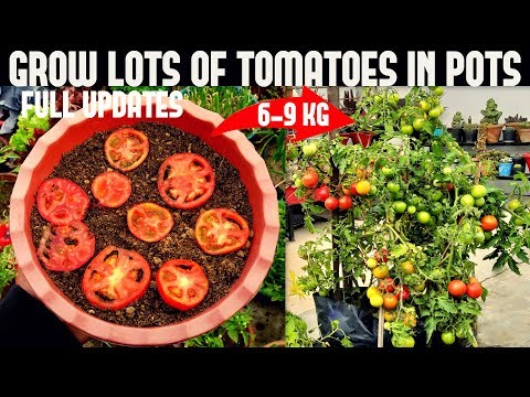 How To Grow Tomatoes At Home (SEED TO HARVEST)