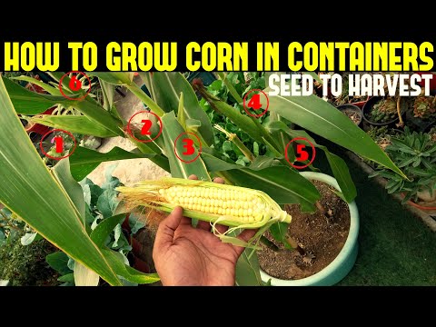 How To Grow Corn in Containers ( WITH FULL UPDATES)
