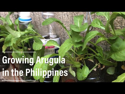 Lakas Maka Ramgo + Growing Arugula in the Philippines