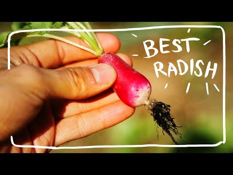 Growing Radish from Seed with Tender Succulent Bulbs