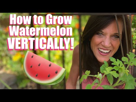 How to Grow LOTS of Watermelon - Vertically on a Trellis - in Garden Beds & Containers! ????