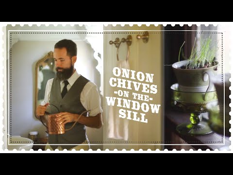 How to Grow Chives Indoors - Starting seeds to transplant outside