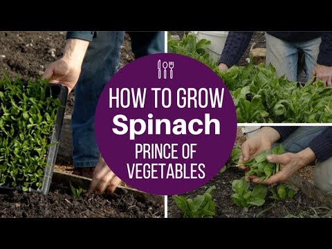 Spinach for many harvests, sow early or late, space for long lived plants