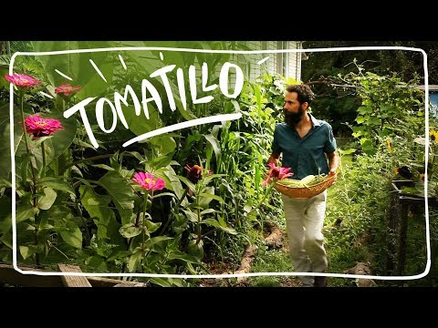 Growing Tomatillos in My Annual Food Forest
