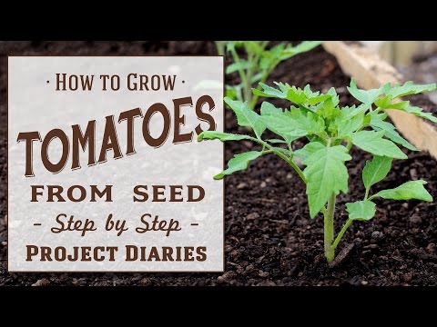 ? How to: Grow Tomatoes from Seed (A Complete Step by Step Guide)