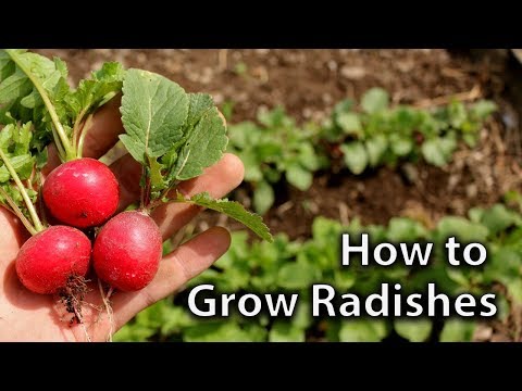 How to Grow Radishes (and get Continuous Harvests)