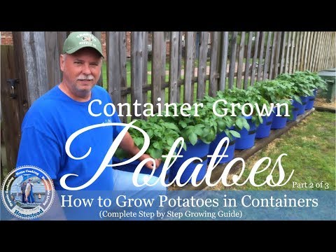 How to Grow Potatoes In Containers (Complete Step by Step Growing Guide) Part 2  of 3