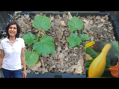 Growing Summer Squash from seeds - first 5 weeks (with actual results)
