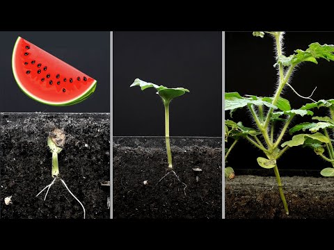 Watermelon time lapse - 24 days - 4k