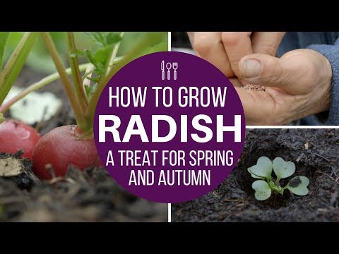 How to grow radish multisow or direct for fast harvests spring and autumn