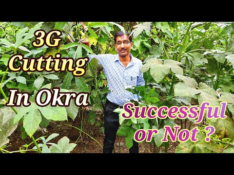 Real Story of 3G Cutting in Okra or Lady's Finger. Shocking Results !