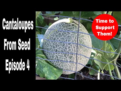 Growing Cantaloupes From Seed, Episode 4