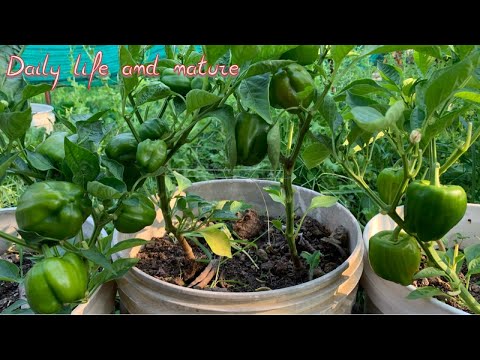 Bell Pepper Growing || How To Grow Bell Pepper Plant || Bell Pepper Planting in Pot