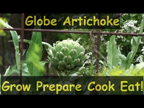 How to Grow Globe Artichokes Prepare Cook & Eat Them