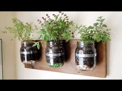 How to Grow Basil in a Mason Jar