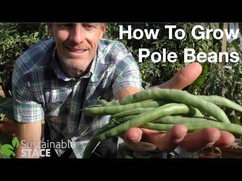 HOW TO GROW POLE BEANS!!!