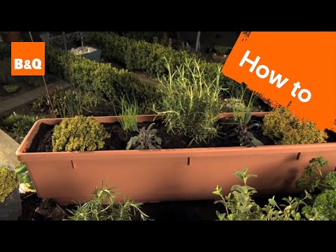 How to grow herbs