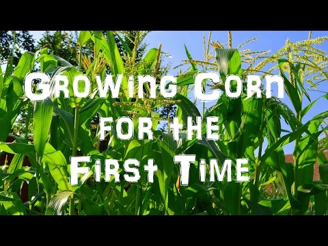 Growing Sweet Corn for the First Time