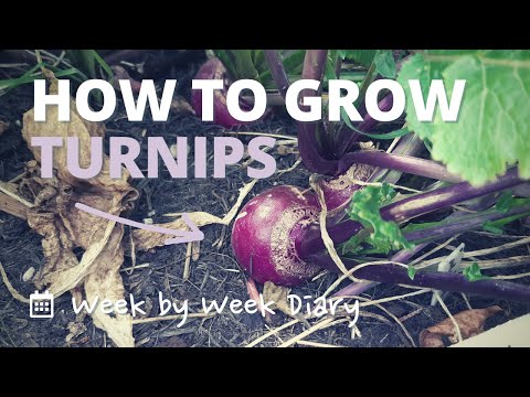 How to Grow Turnips in Just 10 Weeks | Step by Step Guide