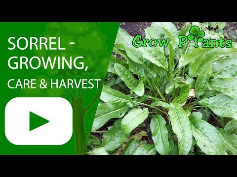 Sorrel - growing, care and harvest ( Rumex acetosa )
