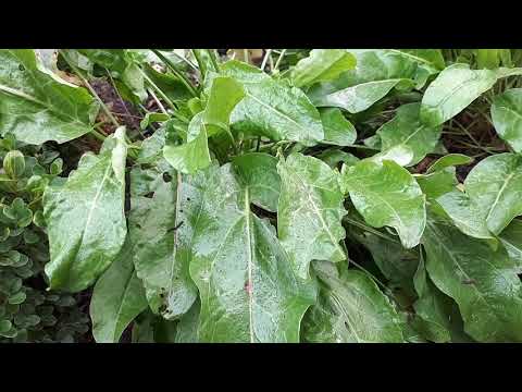 Sorrel plant – grow & care (Beautiful leaf plant)