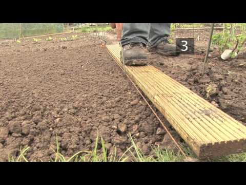 How To Plant Parsnips