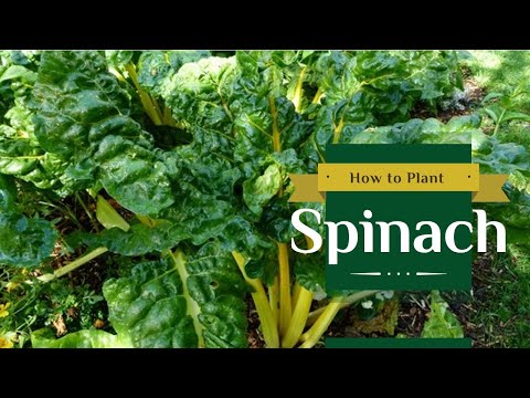 How to plant spinach with 100% success