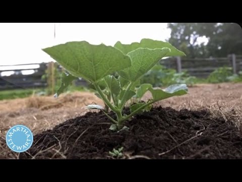 The Trick to Growing Zucchini in Your Garden - Martha Stewart