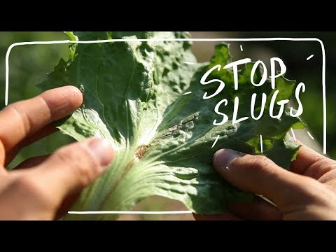 Stop Slugs Naturally and Other Tips when Growing Salad Greens