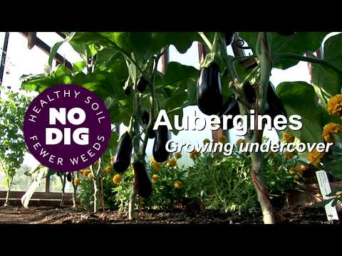 Aubergines in cooler summers, no dig and no fertiliser or feeds, two stems each