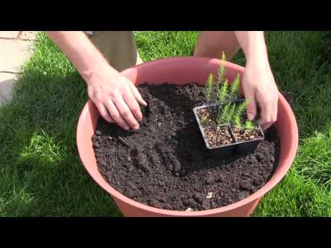 How to Grow Asparagus In Containers - Complete Growing Guide