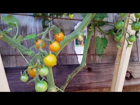 Grow Tomatoes VERTICALLY 9ft up any Fence or Wall