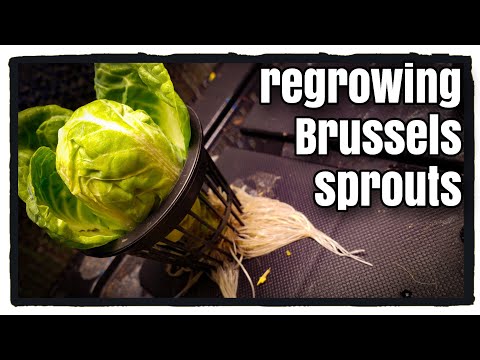 Regrowing Brussels Sprouts?!  (Indoor Hydroponic Garden)