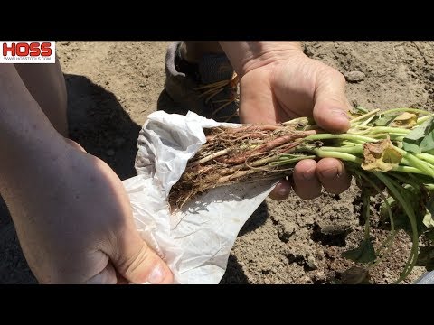 The Easiest Way to Plant Sweet Potatoes