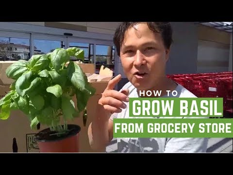 How I Grow Basil from the Grocery Store Instead of the Plant Nursery