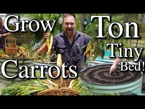 Growing Lots of Carrots in Small Raised Bed Plus Tips!
