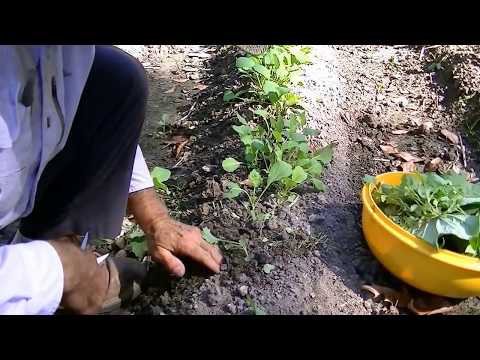 How to grow food In fall and winter. lettuce, collards, broccoli, brussel sprouts.