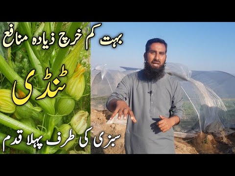 Tindi plant |How to grow summer squash |When to plant round green squash |Squash planting guide